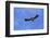 Himalayan Griffon in flight, Himachal Pradesh, India-Oriol Alamany-Framed Photographic Print