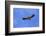 Himalayan Griffon in flight, Himachal Pradesh, India-Oriol Alamany-Framed Photographic Print