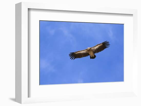 Himalayan Griffon in flight, Himachal Pradesh, India-Oriol Alamany-Framed Photographic Print