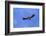 Himalayan Griffon in flight, Himachal Pradesh, India-Oriol Alamany-Framed Photographic Print