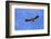 Himalayan Griffon in flight, Himachal Pradesh, India-Oriol Alamany-Framed Photographic Print