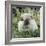 Himalayan Guinea Pig, Male-Jane Burton-Framed Photographic Print