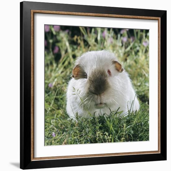 Himalayan Guinea Pig, Male-Jane Burton-Framed Photographic Print