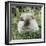 Himalayan Guinea Pig, Male-Jane Burton-Framed Photographic Print