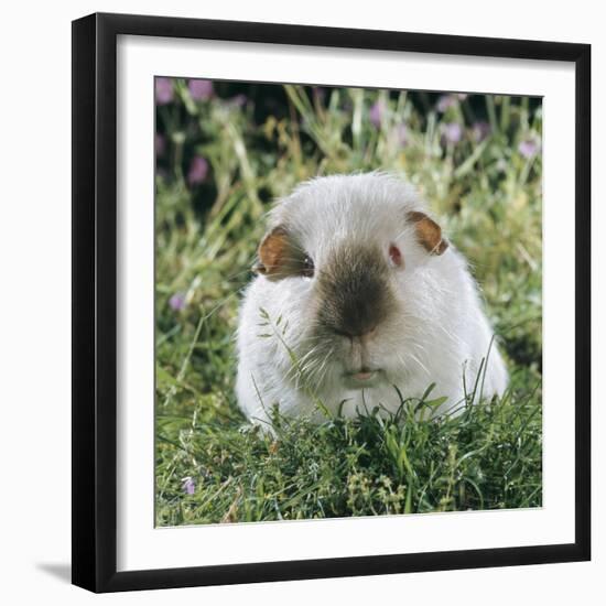 Himalayan Guinea Pig, Male-Jane Burton-Framed Photographic Print