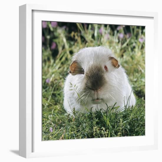 Himalayan Guinea Pig, Male-Jane Burton-Framed Photographic Print