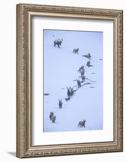 Himalayan ibex during a snowfall, Himachal Pradesh, India-Oriol Alamany-Framed Photographic Print