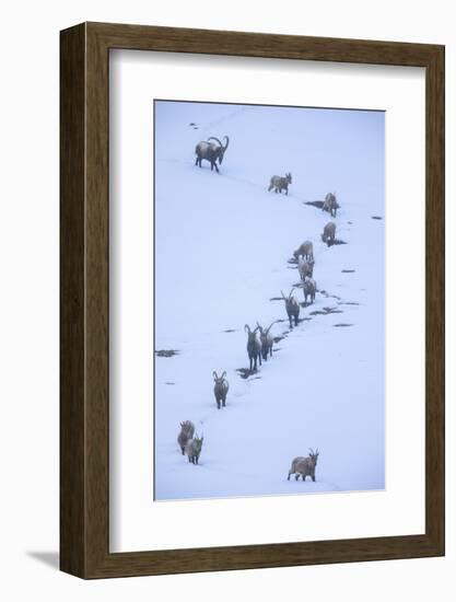 Himalayan ibex during a snowfall, Himachal Pradesh, India-Oriol Alamany-Framed Photographic Print