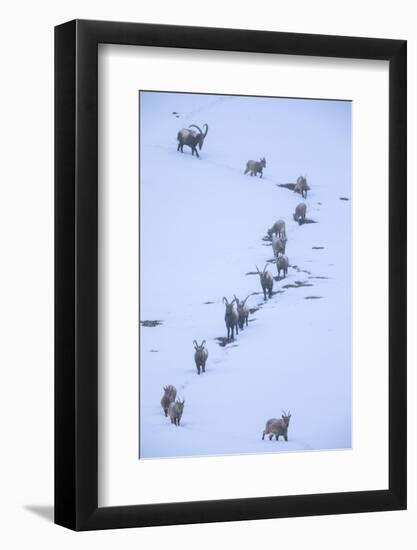 Himalayan ibex during a snowfall, Himachal Pradesh, India-Oriol Alamany-Framed Photographic Print