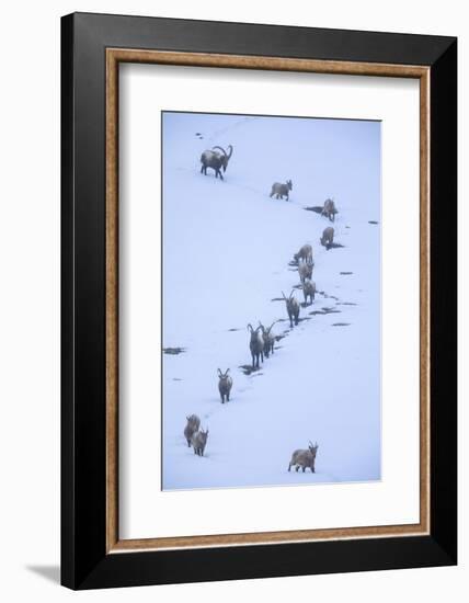 Himalayan ibex during a snowfall, Himachal Pradesh, India-Oriol Alamany-Framed Photographic Print