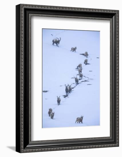 Himalayan ibex during a snowfall, Himachal Pradesh, India-Oriol Alamany-Framed Photographic Print