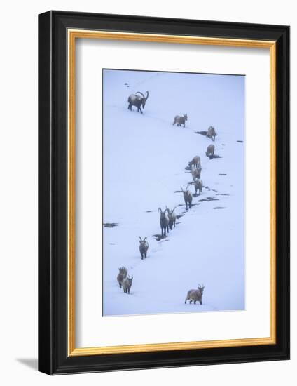 Himalayan ibex during a snowfall, Himachal Pradesh, India-Oriol Alamany-Framed Photographic Print