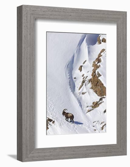 Himalayan ibex male on snow, Himachal Pradesh, India-Oriol Alamany-Framed Photographic Print