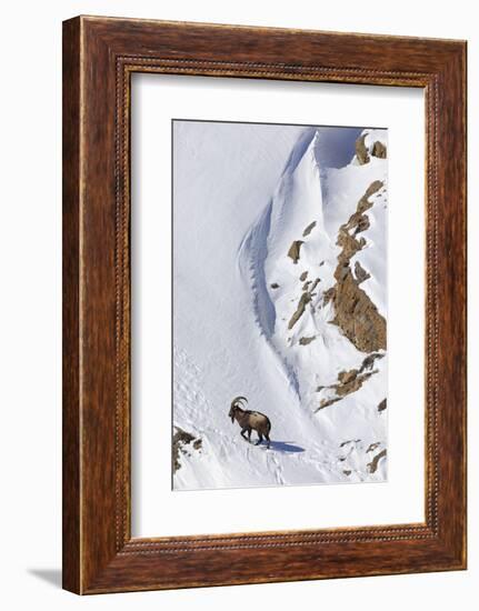 Himalayan ibex male on snow, Himachal Pradesh, India-Oriol Alamany-Framed Photographic Print