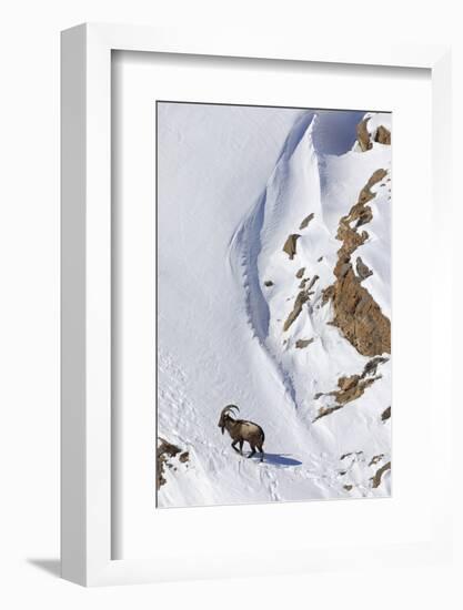 Himalayan ibex male on snow, Himachal Pradesh, India-Oriol Alamany-Framed Photographic Print