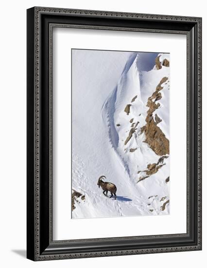 Himalayan ibex male on snow, Himachal Pradesh, India-Oriol Alamany-Framed Photographic Print