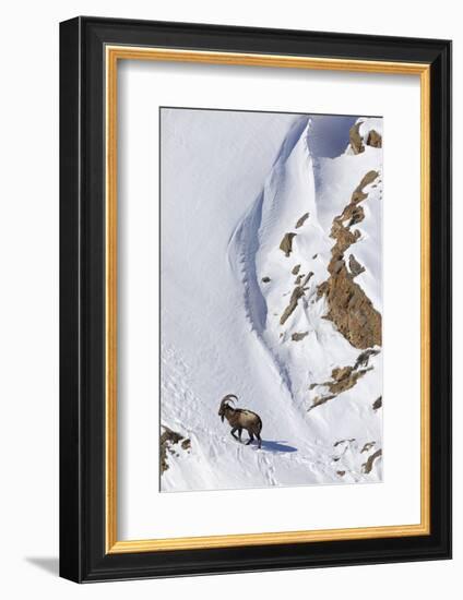 Himalayan ibex male on snow, Himachal Pradesh, India-Oriol Alamany-Framed Photographic Print