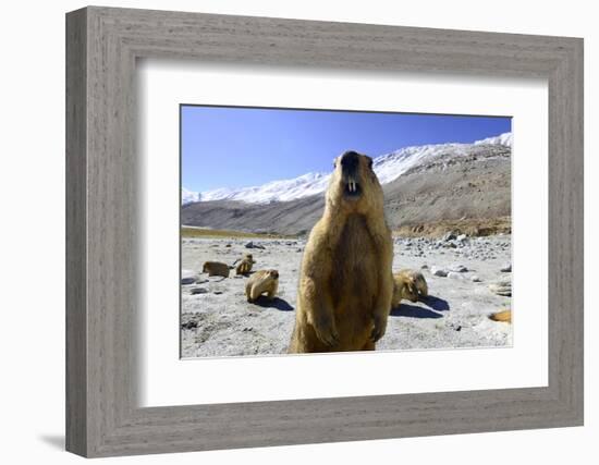 Himalayan marmot, Chantang Wildlife Sanctuary, India-Enrique Lopez-Tapia-Framed Photographic Print