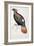 Himalayan Monal Pheasant-John Gould-Framed Giclee Print