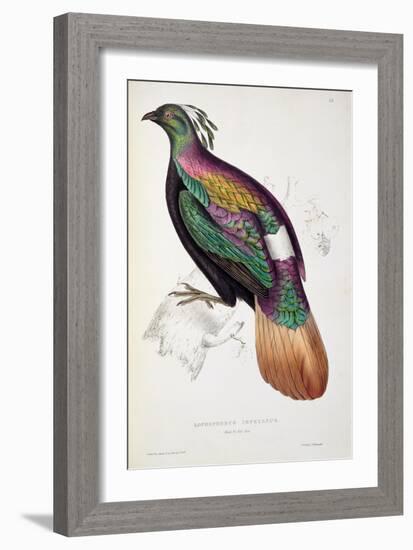 Himalayan Monal Pheasant-John Gould-Framed Giclee Print