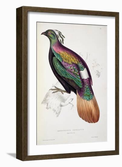 Himalayan Monal Pheasant-John Gould-Framed Giclee Print