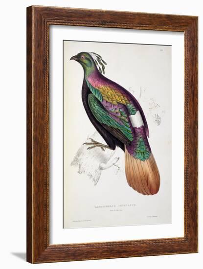 Himalayan Monal Pheasant-John Gould-Framed Giclee Print