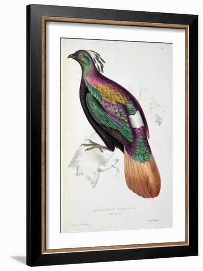 Himalayan Monal Pheasant-John Gould-Framed Giclee Print