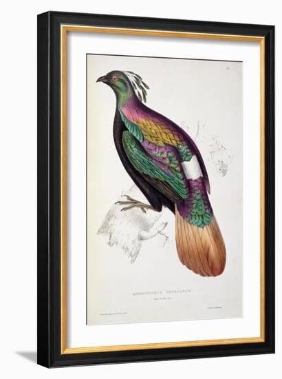 Himalayan Monal Pheasant-John Gould-Framed Giclee Print
