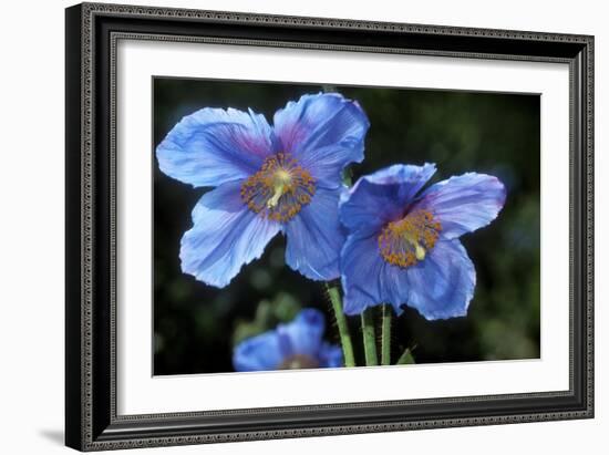 Himalayan Poppy (Meconopsis Grandis)-Dr. Keith Wheeler-Framed Photographic Print