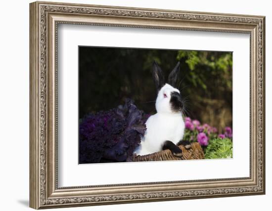 Himalayan Rabbit-Lynn M^ Stone-Framed Photographic Print