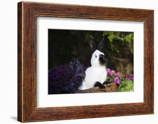 Himalayan Rabbit-Lynn M^ Stone-Framed Photographic Print