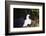 Himalayan Rabbit-Lynn M^ Stone-Framed Photographic Print