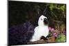 Himalayan Rabbit-Lynn M^ Stone-Mounted Photographic Print