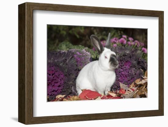 Himalayan Rabbit-Lynn M^ Stone-Framed Photographic Print