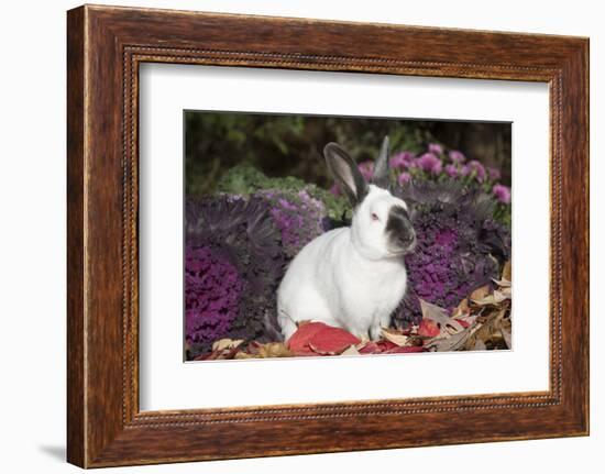 Himalayan Rabbit-Lynn M^ Stone-Framed Photographic Print