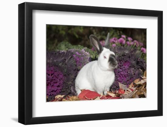 Himalayan Rabbit-Lynn M^ Stone-Framed Photographic Print