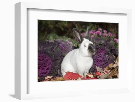 Himalayan Rabbit-Lynn M^ Stone-Framed Photographic Print