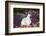 Himalayan Rabbit-Lynn M^ Stone-Framed Photographic Print