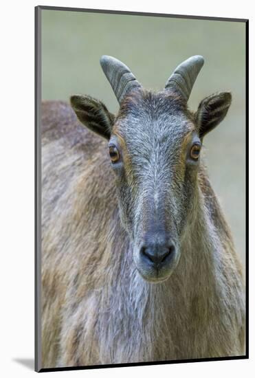 Himalayan tahr (Hemitragus jemlahicus) female. Captive, Netherlands.-Edwin Giesbers-Mounted Photographic Print