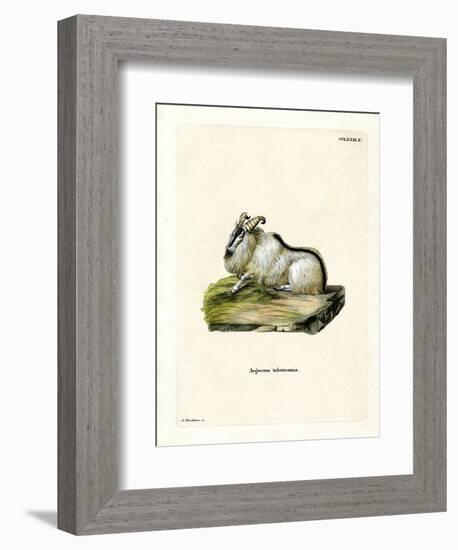 Himalayan Thar-null-Framed Premium Giclee Print