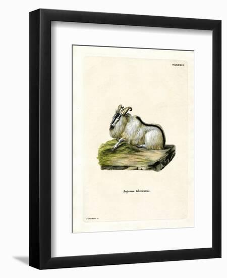 Himalayan Thar-null-Framed Premium Giclee Print