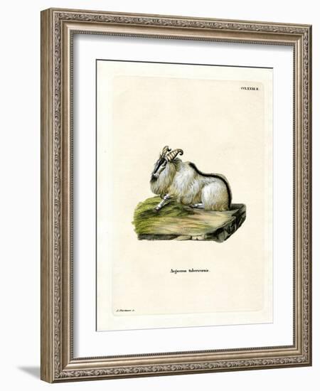 Himalayan Thar-null-Framed Giclee Print