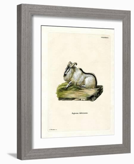 Himalayan Thar-null-Framed Giclee Print