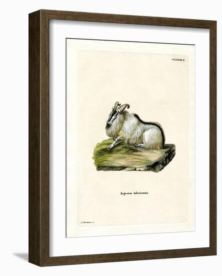 Himalayan Thar-null-Framed Giclee Print