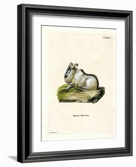 Himalayan Thar-null-Framed Giclee Print