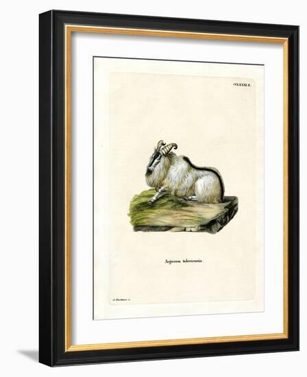 Himalayan Thar-null-Framed Giclee Print