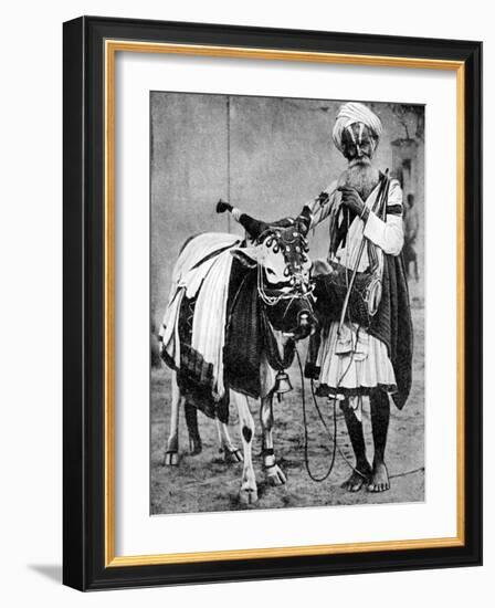 Hindu Cow with Sacred Cow, India, 1936-null-Framed Giclee Print
