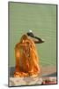 Hindu Woman in a Ritual Cleansing Bath at Pushkar Lake, Rajasthan, Pushkar, India-David Noyes-Mounted Photographic Print