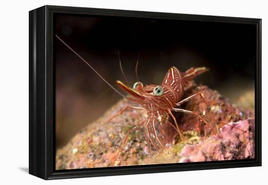 Hinge Beak Shrimp (Hinge Beak Prawn) (Rhynchocinetes Sp.) Emerges to Feed at Night-Louise Murray-Framed Premier Image Canvas