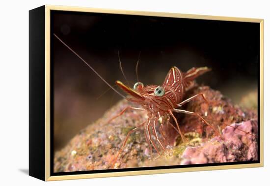 Hinge Beak Shrimp (Hinge Beak Prawn) (Rhynchocinetes Sp.) Emerges to Feed at Night-Louise Murray-Framed Premier Image Canvas